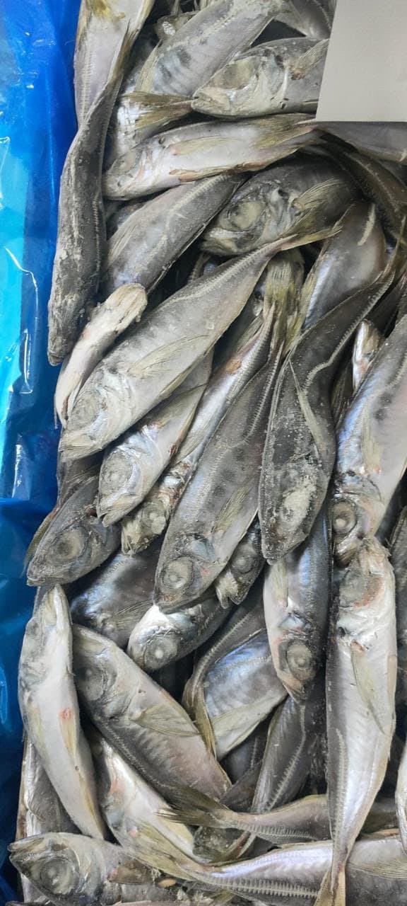 Frozen Horse Mackerel (Chinchard)